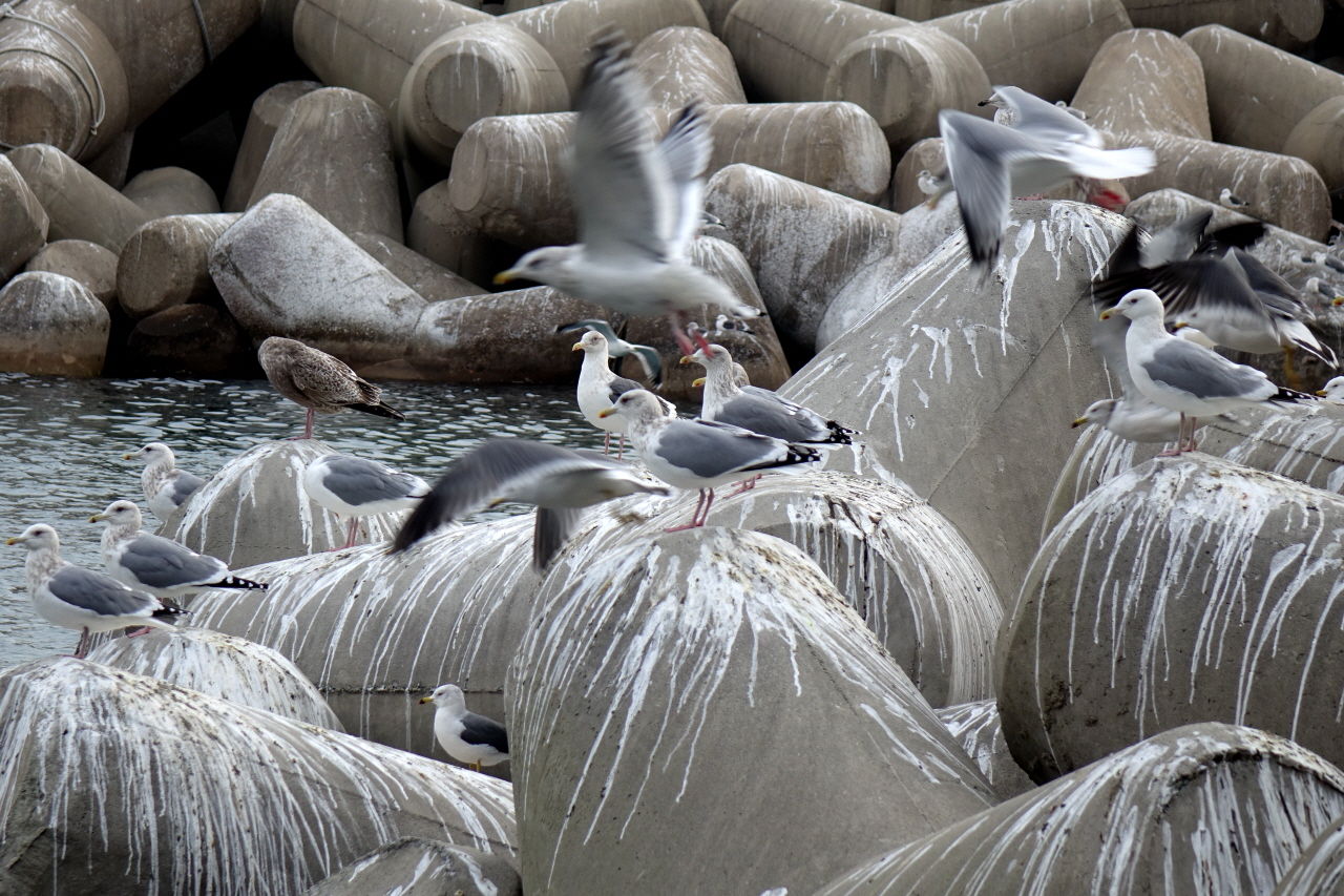 방파제는 갈매기의 땅이다.