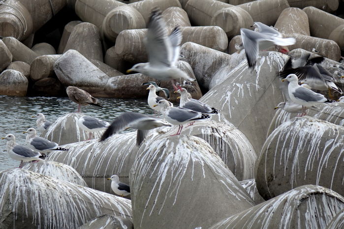 방파제는 갈매기의 땅이다.