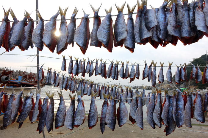 포구에서 과메기가 제 몸을 말리고 있다.