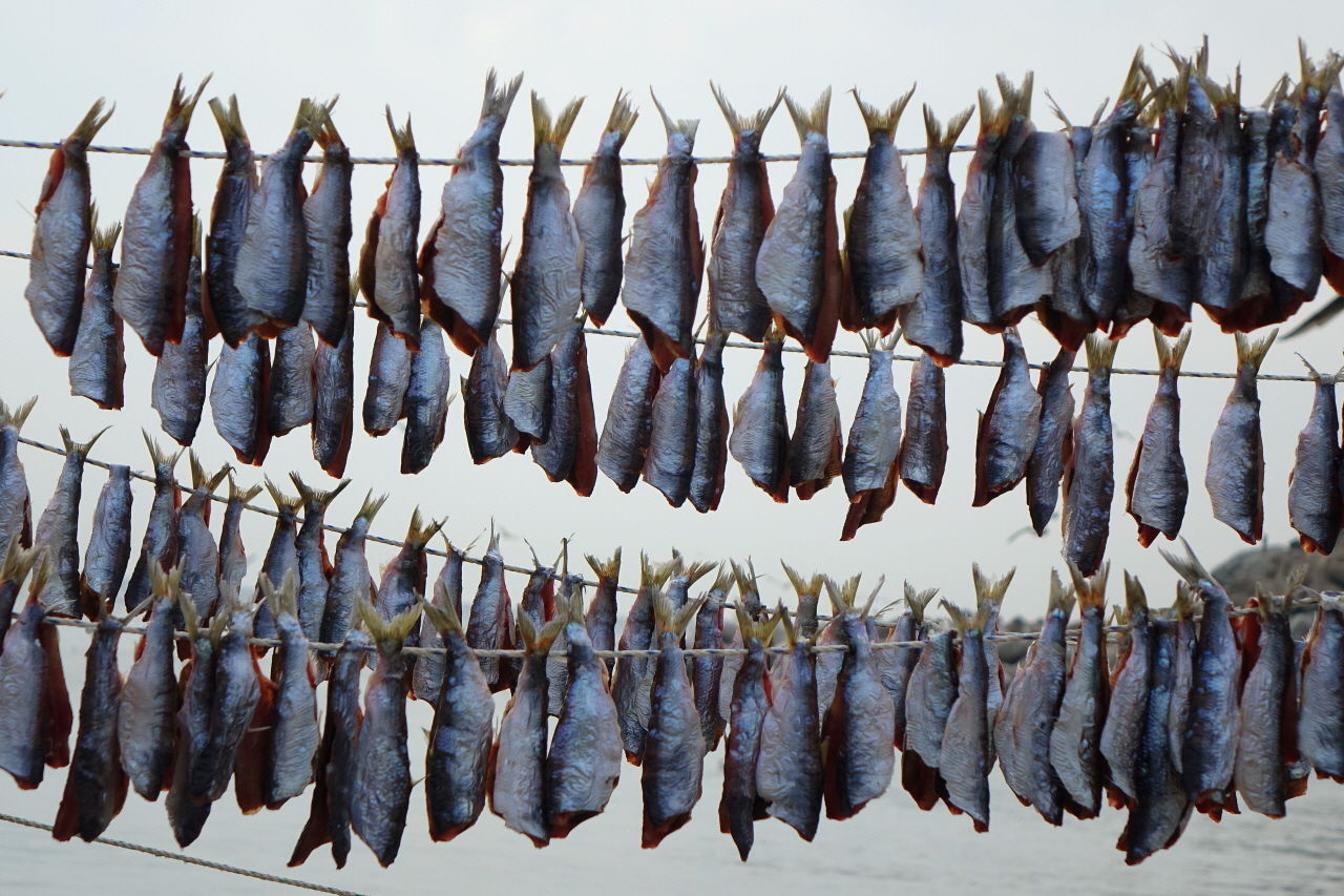 언제쯤 청어는 과메기가 될까?