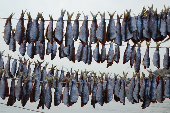 언제쯤 청어는 과메기가 될까?