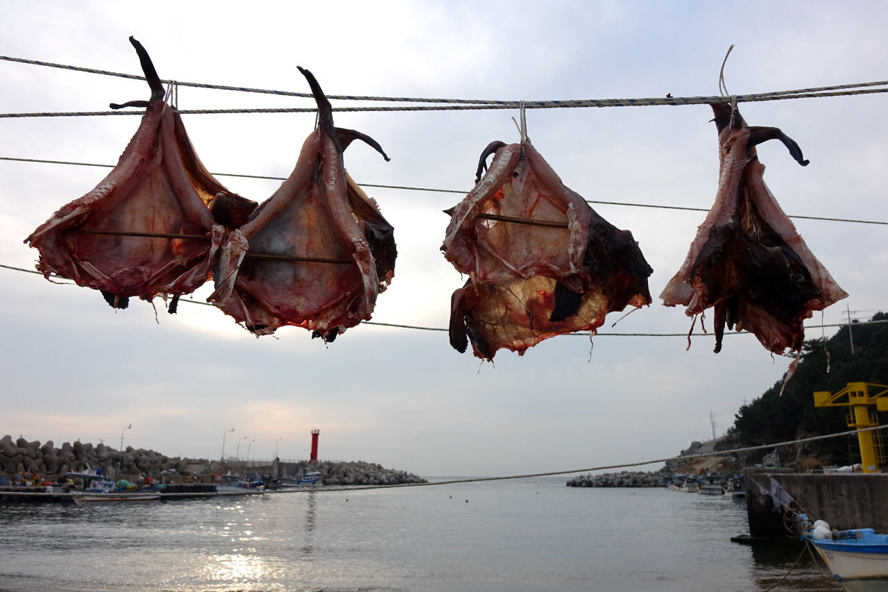 아귀를 건조시키고 있다.