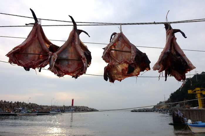 아귀를 건조시키고 있다.