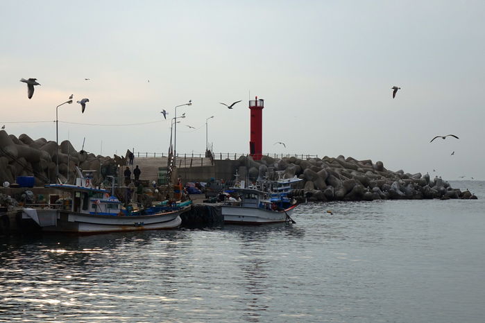 만선의 배가 들어온 것인지 갈매기들이 분주하다.