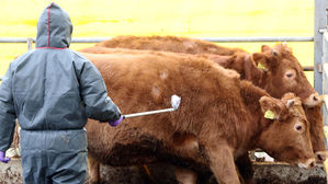 전국 구제역 긴급접종 마쳐&hellip;소 살처분은 '8년 만 최다'
