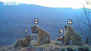 새끼 시베리아 호랑이 4마리 포착