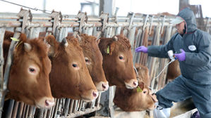 전국 구제역 긴급접종 마쳐&hellip;소 살처분은 '8년 만 최다'