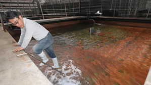 "30년 만에 최악"&hellip;'국민 횟감' 광어의 날개 없는 추락