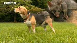 누가 이런 훈훈한 혼종을 만들어냈단 말인가! 주머니쥐 아기와 비글 엄마