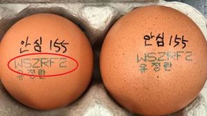 인체 부적합 '항생제 달걀', 제주도 공급 면역증강제가 원인
