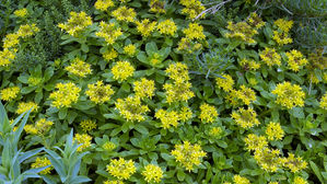 한국 자생생물 5만827종 정보 확인&hellip;전체 추정 규모의 과반