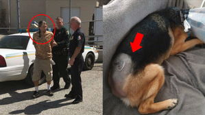 [Pick] 말 안 듣는다는 이유로 개 꼬리 부러뜨리며 학대한 애견미용사