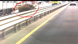 [제보] 불쑥 나타나 달리던 차량에 뛰어든 멧돼지 '아찔'