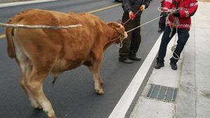 인천서 축사 탈출한 소&hellip;도로에서 20여 분 만에 잡혀