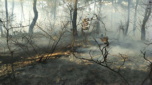 인천 장수산서 화재&hellip;2시간 만에 진화