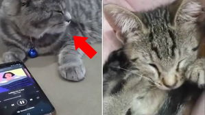 [스브스타] '고양이 자장가'로 떠오른 에픽하이 노래&hellip;집사 누리꾼들 인증 '화제'