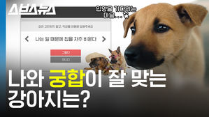 미국에선 강아지/고양이 입양할 때 나와 궁합을 맞춰본다는 거 실화?