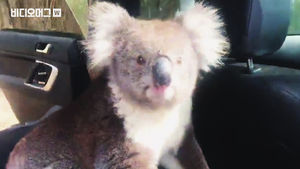 "지금껏 이런 자동차 도둑은 없었다. 이것은 곽 모 씨인가 코알라인가?"