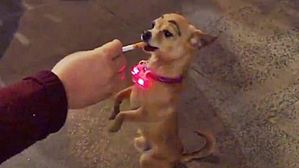 [Pick] 짙은 눈썹에 흡연까지&hellip;거리 공연 나선 강아지 '학대' 논란