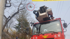 인천서 15m 높이 나무에 3일째 매달린 길고양이 구조