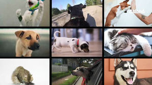 강아지? 고양이?&hellip;미국에선 반려동물도 궁합 맞춰본다