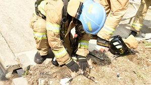 [Pick] 화재 현장에서 숨 멎은 고양이 '심폐소생술'로 살린 소방대원