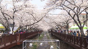 흐드러지는 연분홍빛의 향연&hellip;진해는 지금 '연일 만원'