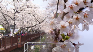 한미중일 '벚꽃 춘추전국시대'&hellip;"봄이로소이다!"