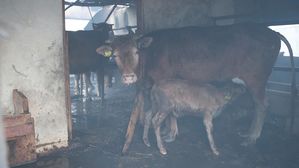 강원 산불 피해&hellip;화재로 무너진 축사