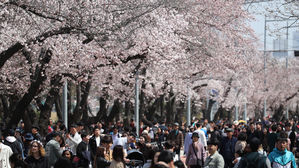 형형색색 봄꽃이 '넘실'&hellip;전국 꽃축제 인파 인산인해