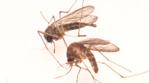 전국 일본뇌염 주의보&hellip;"제주서 작은빨간집모기 확인"