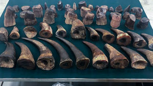 "남아공서 밀렵꾼 참변&hellip;코끼리 공격에 숨지고 사자에 잡아먹혀"