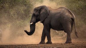 남아공서 밀렵꾼 참변&hellip;코끼리 공격에 숨지고 사자에 잡아먹혀