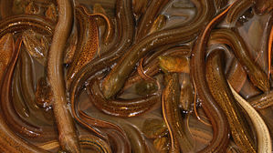 해수부 "전북 부안 뱀장어 양식장서 사용 금지 약품 검출"