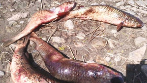 [뉴스딱] 등 굽고 아가미 없고&hellip;한강 하구 '기형 물고기' 급증