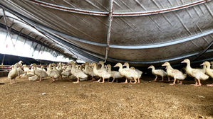 폭설로 무너진 천장&hellip;바로 아래에 있던 아기 오리들 '위기'