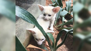 한국에서 태어난 멸종위기종 사막여우 '경사났네'