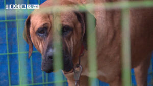 도사견에 물려 숨진 60대&hellip;'중과실치사 혐의' 견주 입건