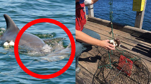 [Pick] '그물'에 걸려 숨진 새끼 데리고 다닌 어미 돌고래의 '모정'