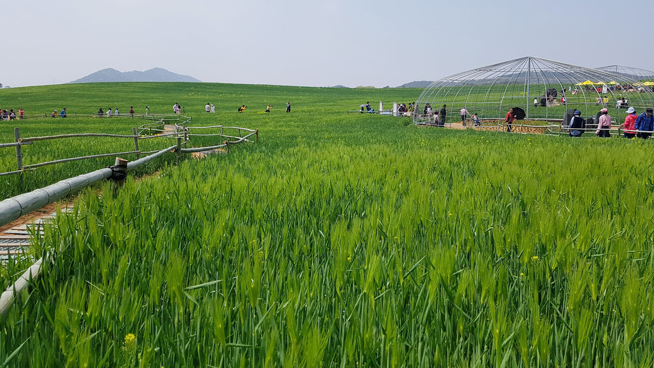 ê³&nbsp;ì°½ ì²­ë³´ë¦¬ë°­ ì¶ì&nbsp; ê°ë§ (ì¬ì§=ì°í©ë´ì¤)