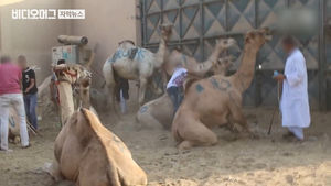 지쳐 쓰러진 동물에 채찍 세례&hellip;'낙타&middot;말 타기' 불매운동