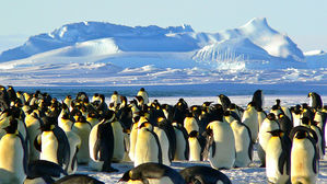 '남극 터줏대감' 황제펭귄도 멸종 위기종 목록 등재