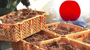 日, 한국&middot;중국에 수산물 수입 규제 철폐 거듭 요청