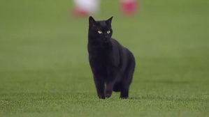 경기 중단시킨 난입 사건&hellip;미워할 수 없는 '귀여운 불청객'