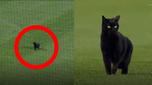 [스브스타] "네로가 나타났어요"&hellip;야구 경기 도중에 등장한 고양이 열심히 중계한 해설자들