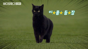 경기장 난입한 귀여운 고양이가 KIA 호랑이 잡았다?! 넌 누구냐