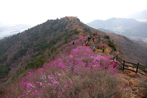 [라이프] 진달래, 마음을 낚다 - 여수 영취산(靈鷲山)