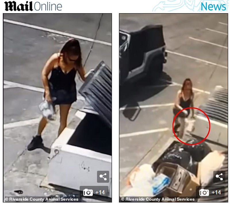 태어난 지 3일 된 강아지들을 쓰레기 더미에 버리고 간 여성