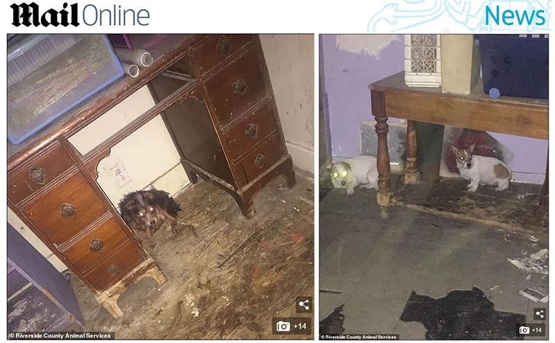 태어난 지 3일 된 강아지들을 쓰레기 더미에 버리고 간 여성