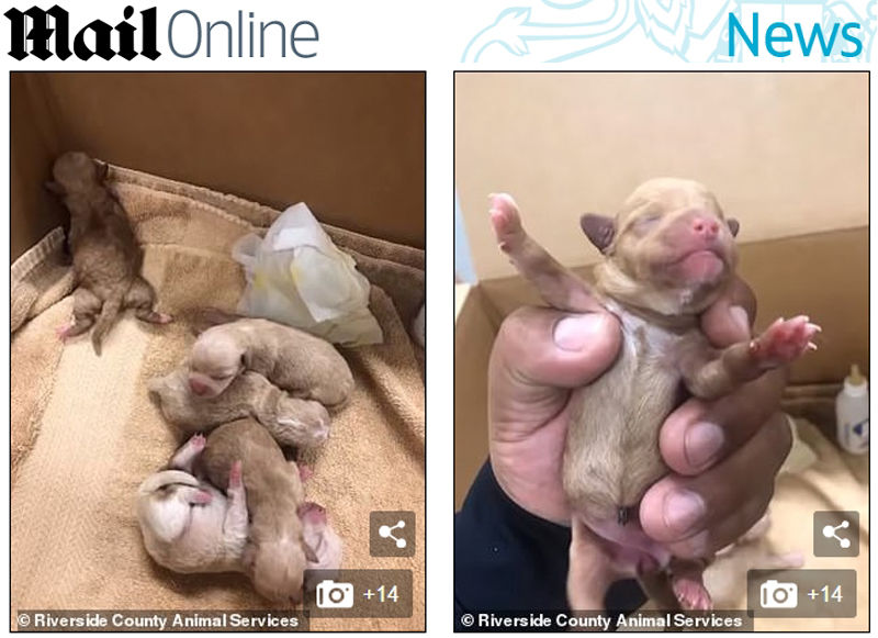 쓰레기통에 버려진 갓 태어난 강아지